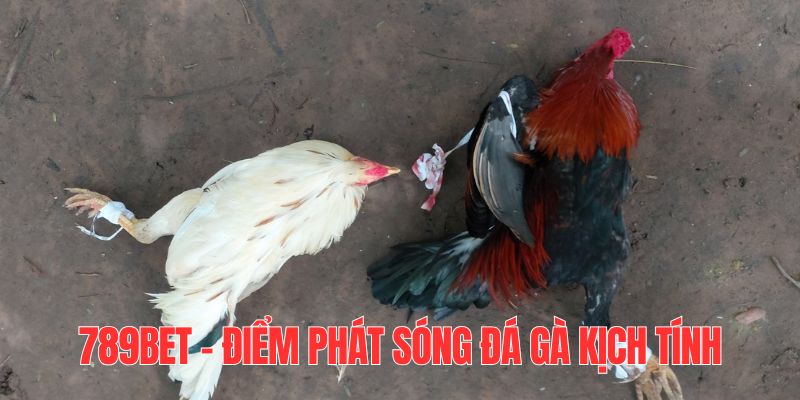 Điểm phát sóng đá gà chất lượng, đa dạng và uy tín cao