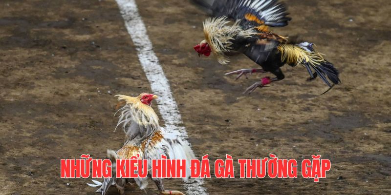 Khám phá 3 loại hình chiến kê hấp dẫn nhất thời điểm hiện tại